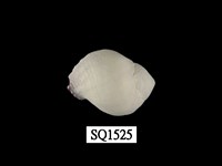 藏品(紫口珊瑚螺)的圖片